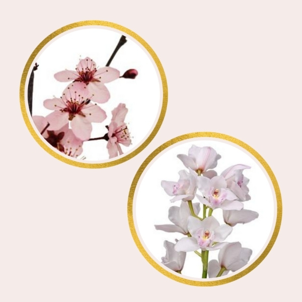 cherry blossom and cymbidium orchids