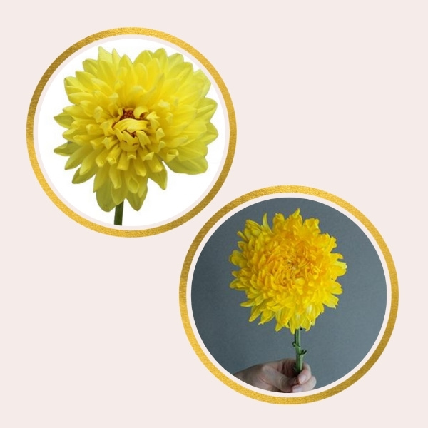 Affordable Alternatives For Pricy Flowers - chrysanthemums and dahlias