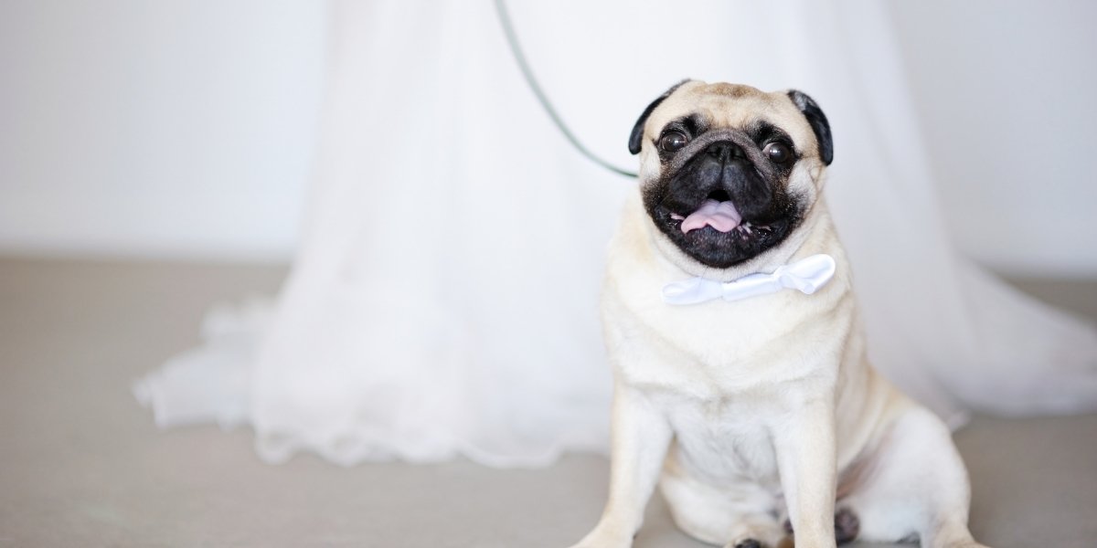 Dog Ring Bearer: How to Train & Prep - outfit