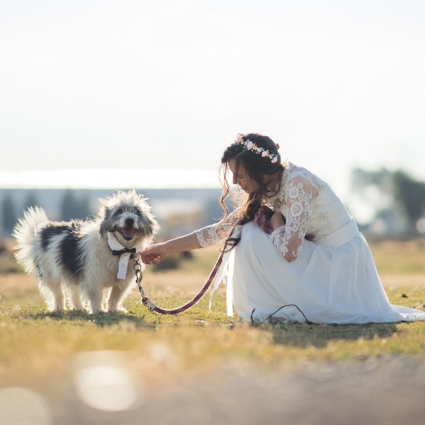 Dog Ring Bearer 2