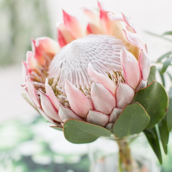 Tropical Wedding Flowers: Inspiration
